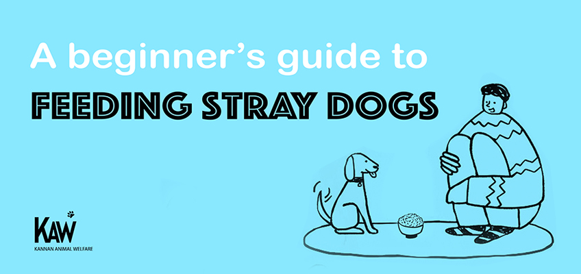 Kannan Foundation | A Beginner's Guide to Feeding Stray Dogs